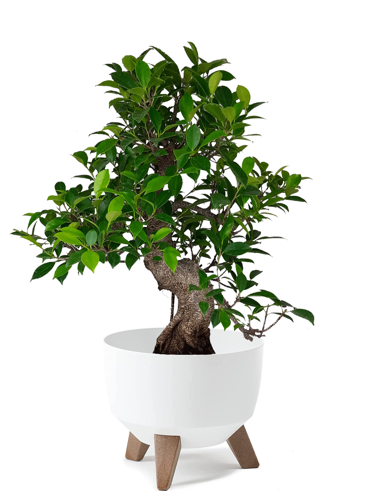 Bonsai Ficus esemplare