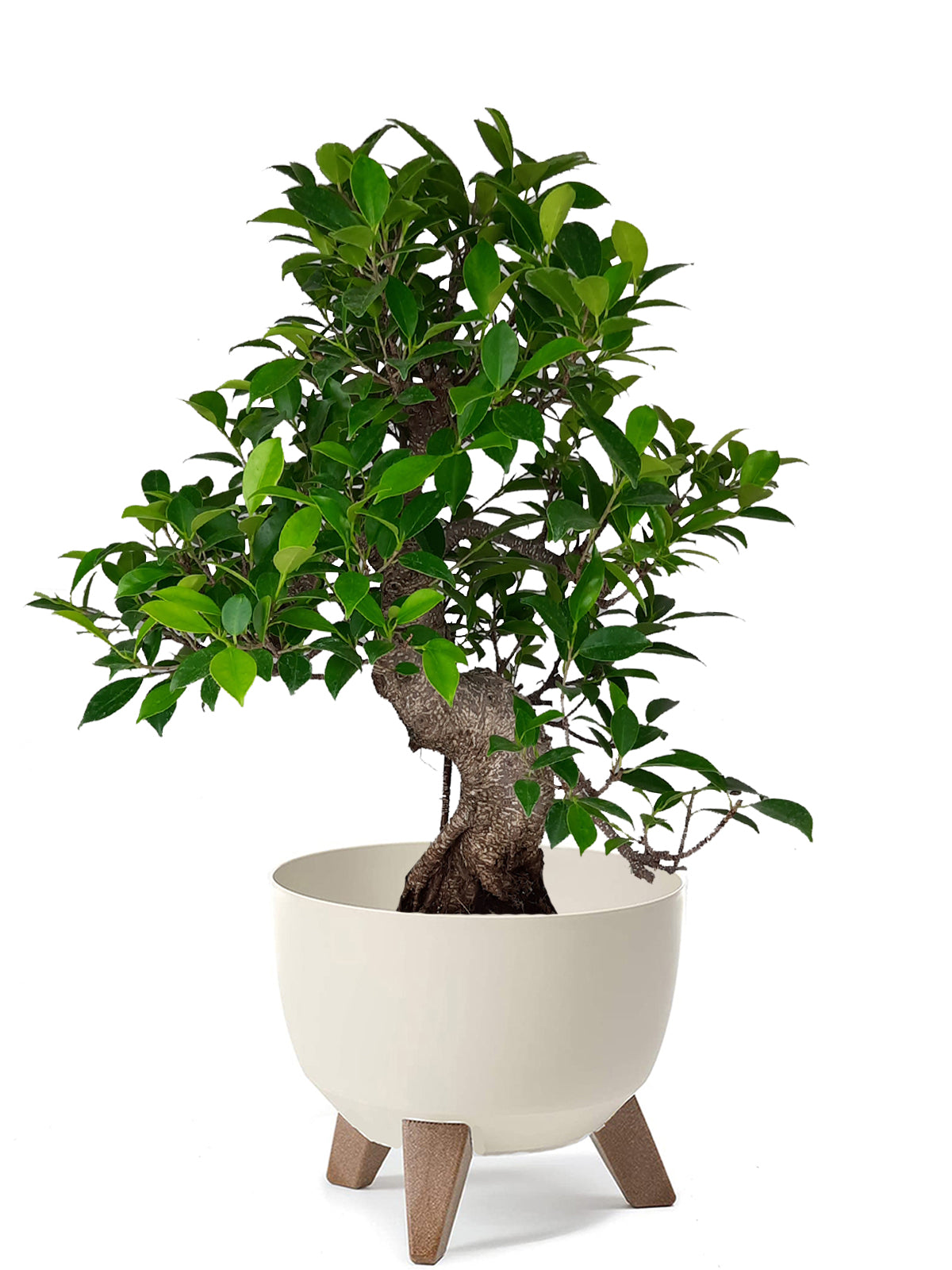 Bonsai Ficus esemplare