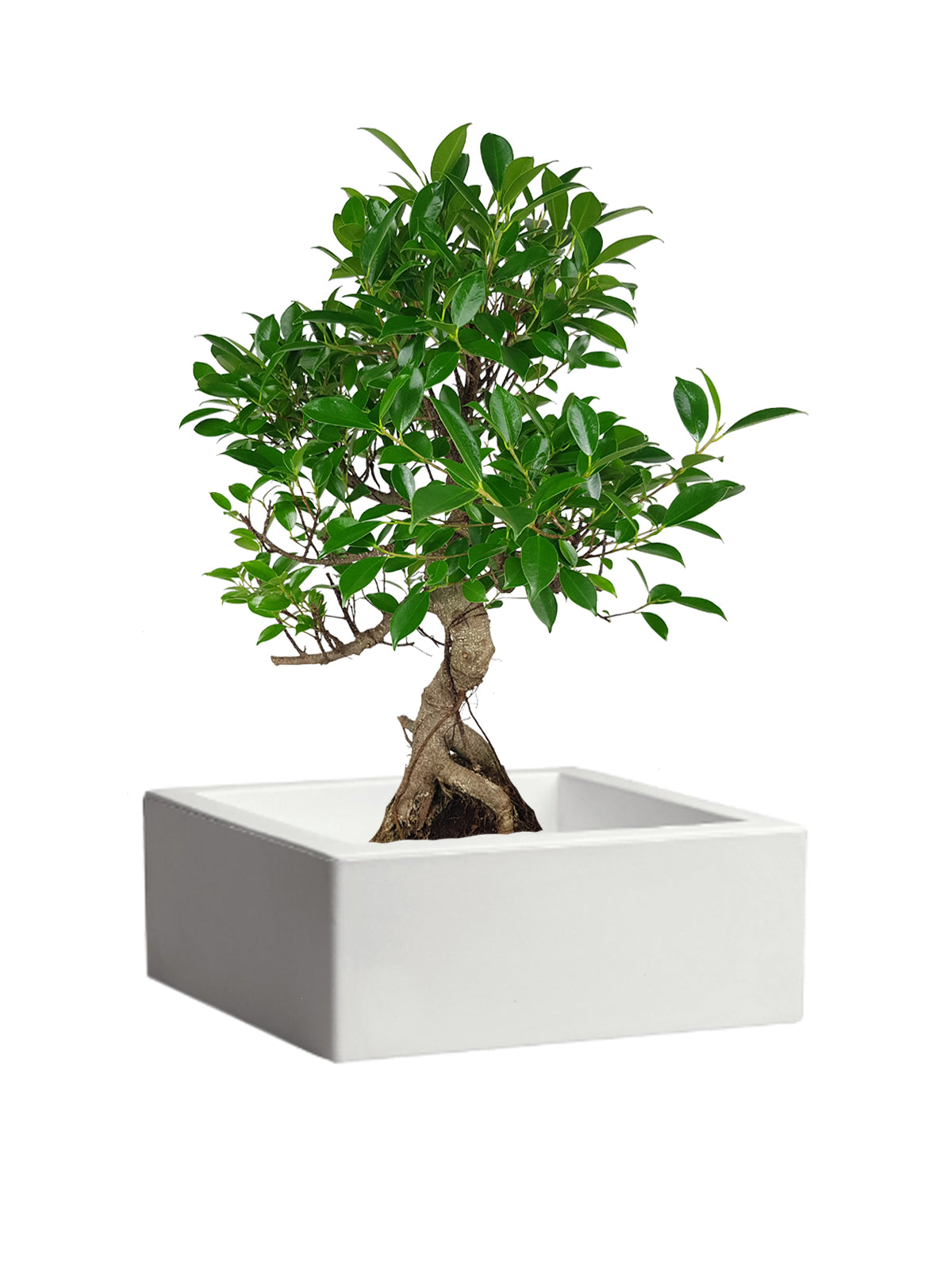 Bonsai Ficus grande