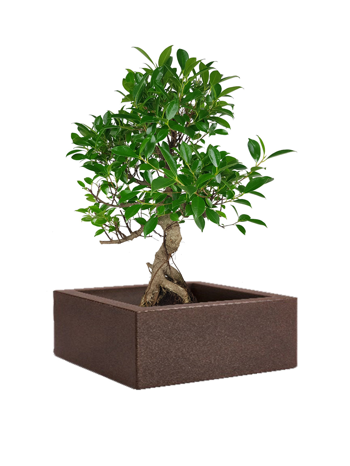 Bonsai Ficus grande