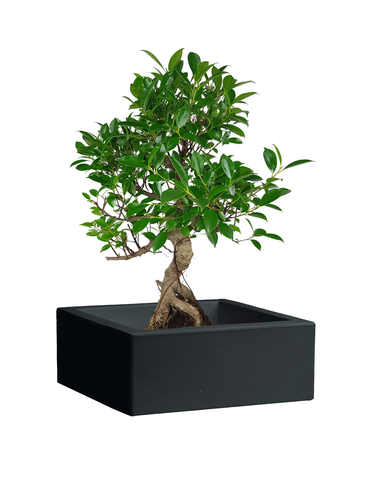Bonsai Ficus grande