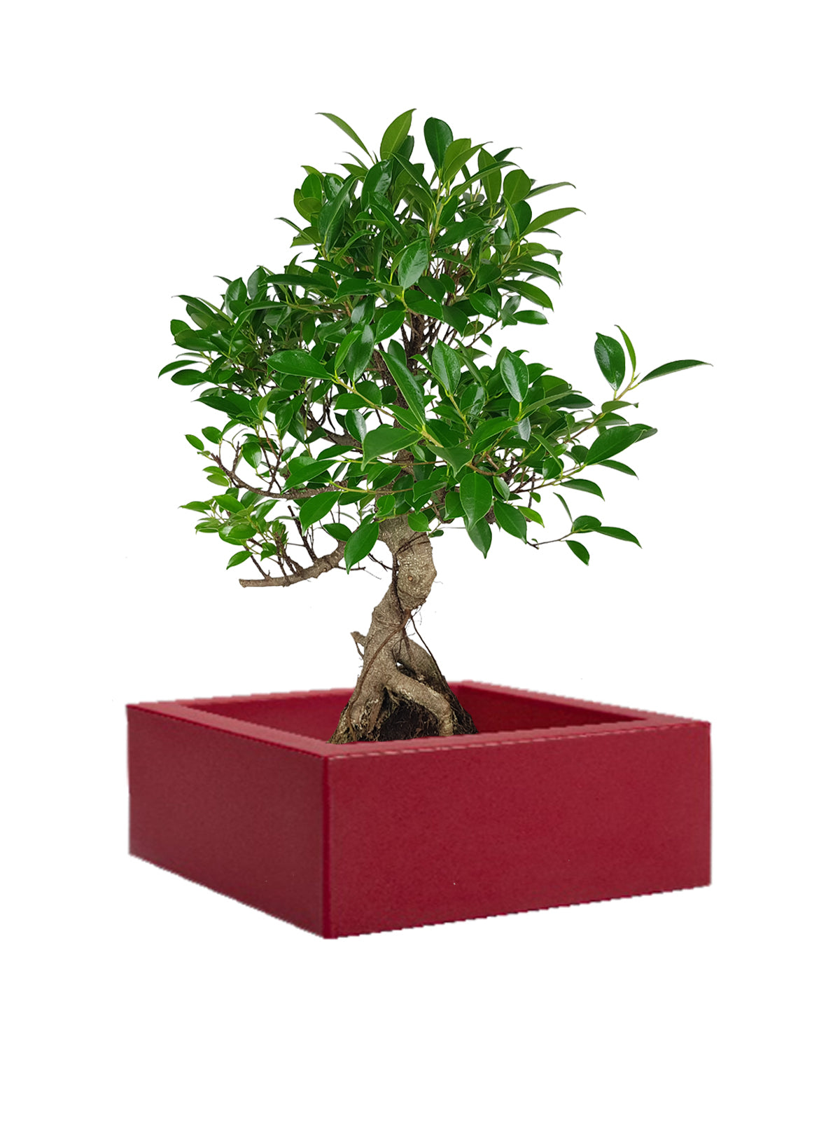 Bonsai Ficus grande