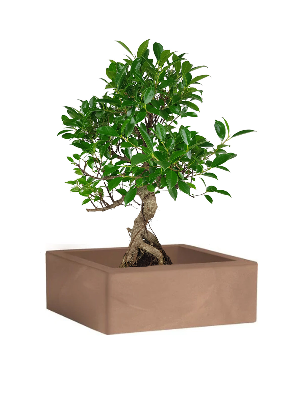 Bonsai Ficus grande