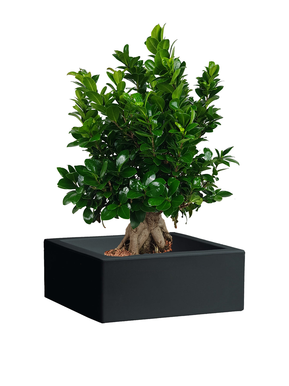 Bonsai Ginseng grande