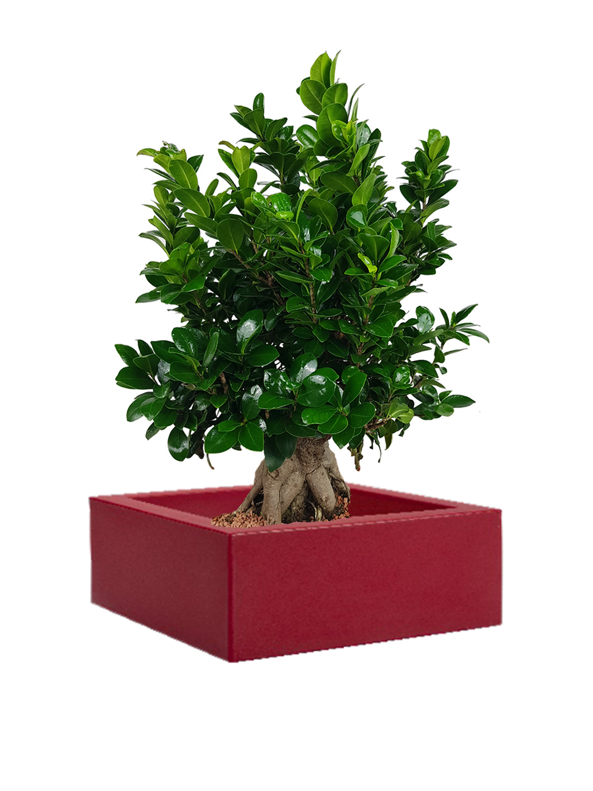 Bonsai Ginseng grande