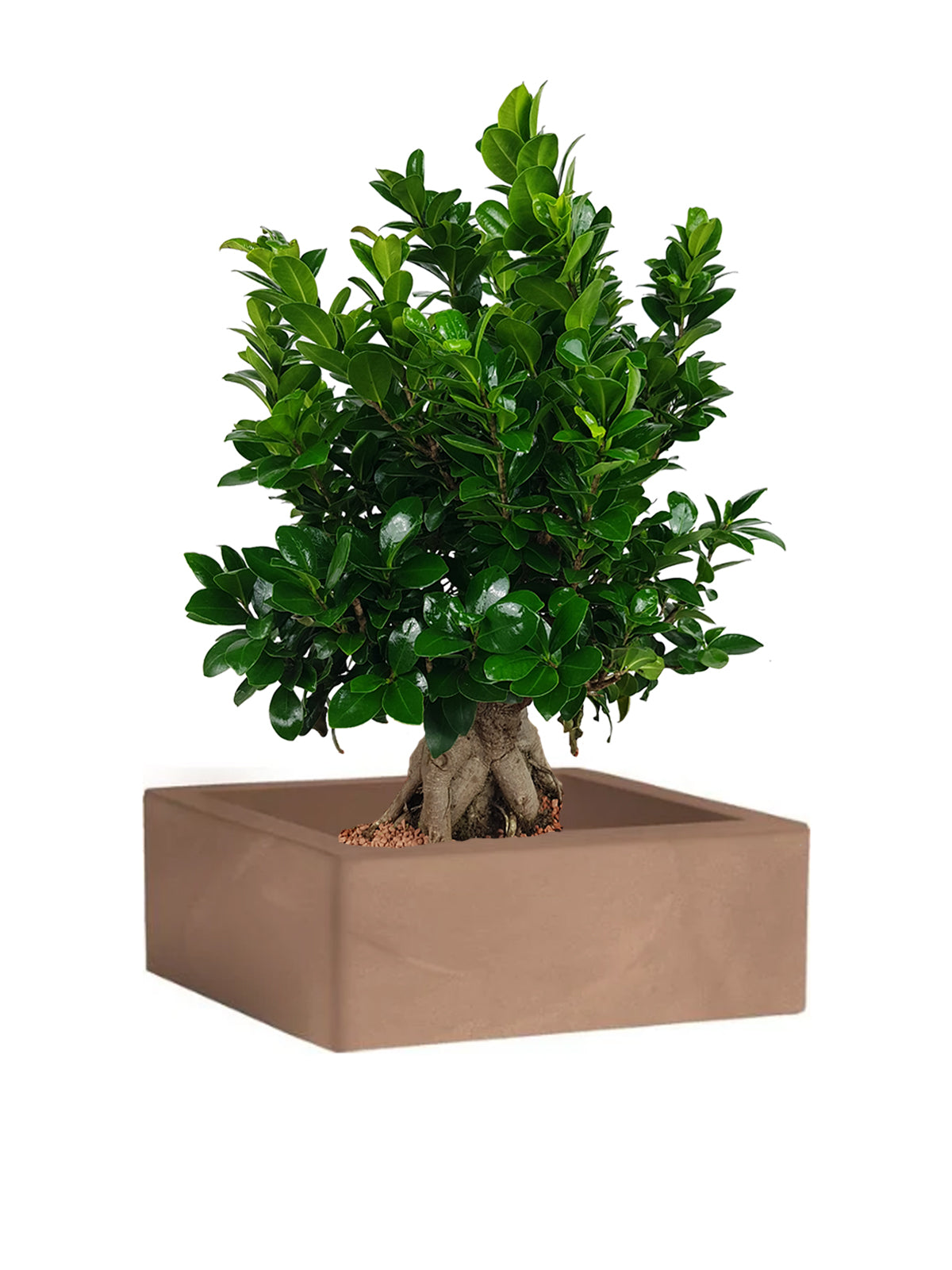 Bonsai Ginseng grande