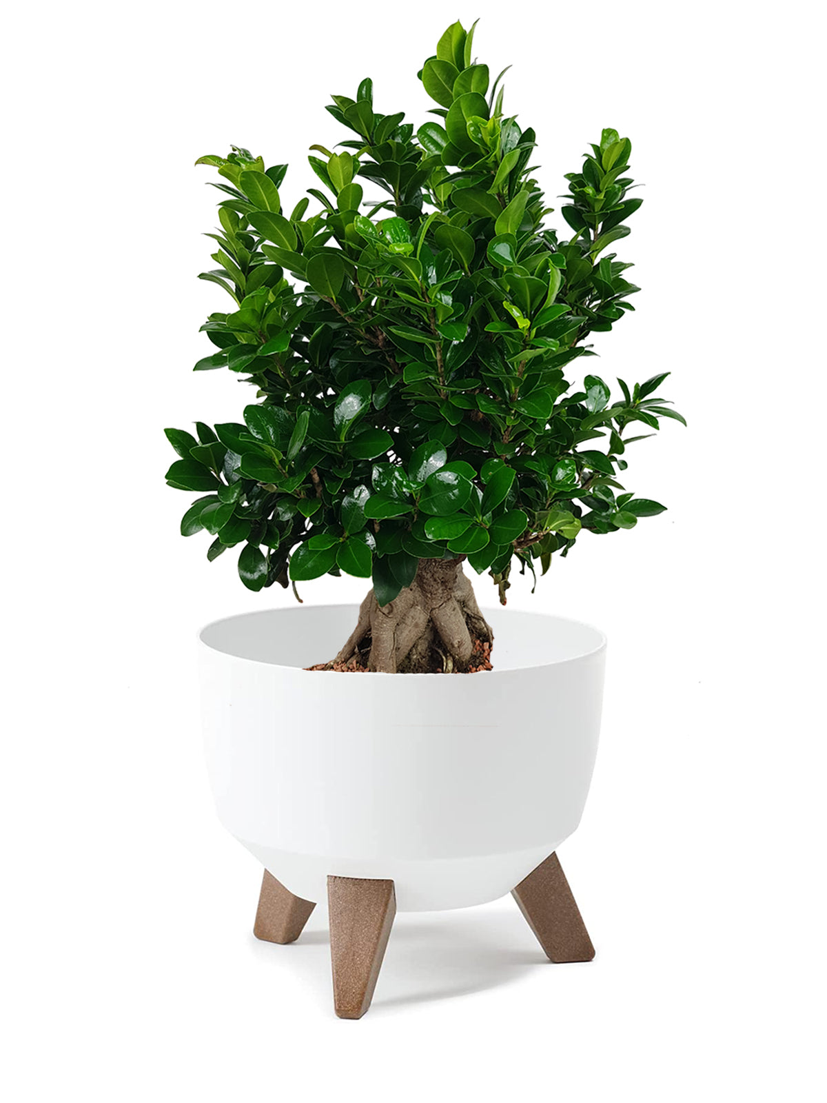 Bonsai Ginseng grande