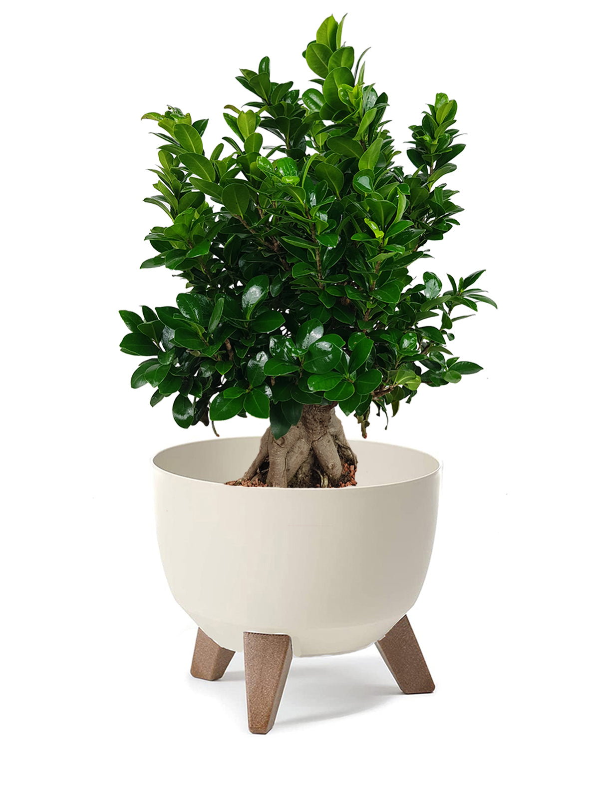 Bonsai Ginseng grande