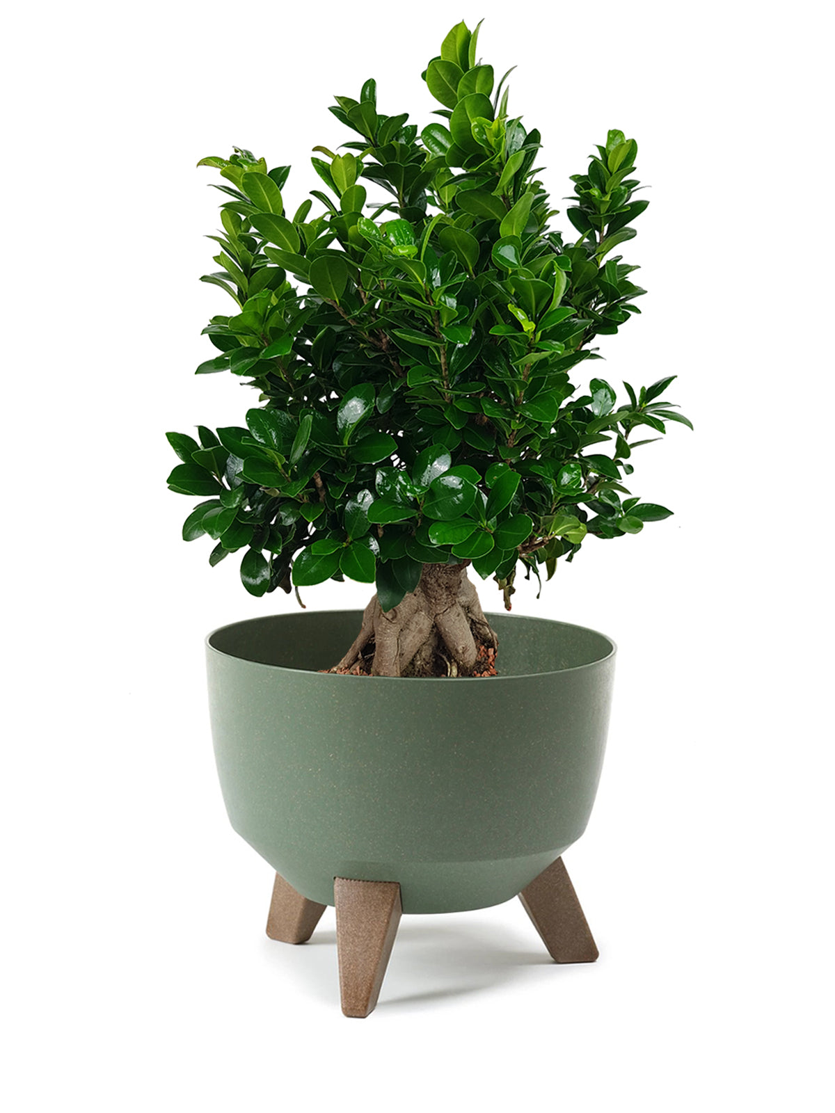 Bonsai Ginseng grande