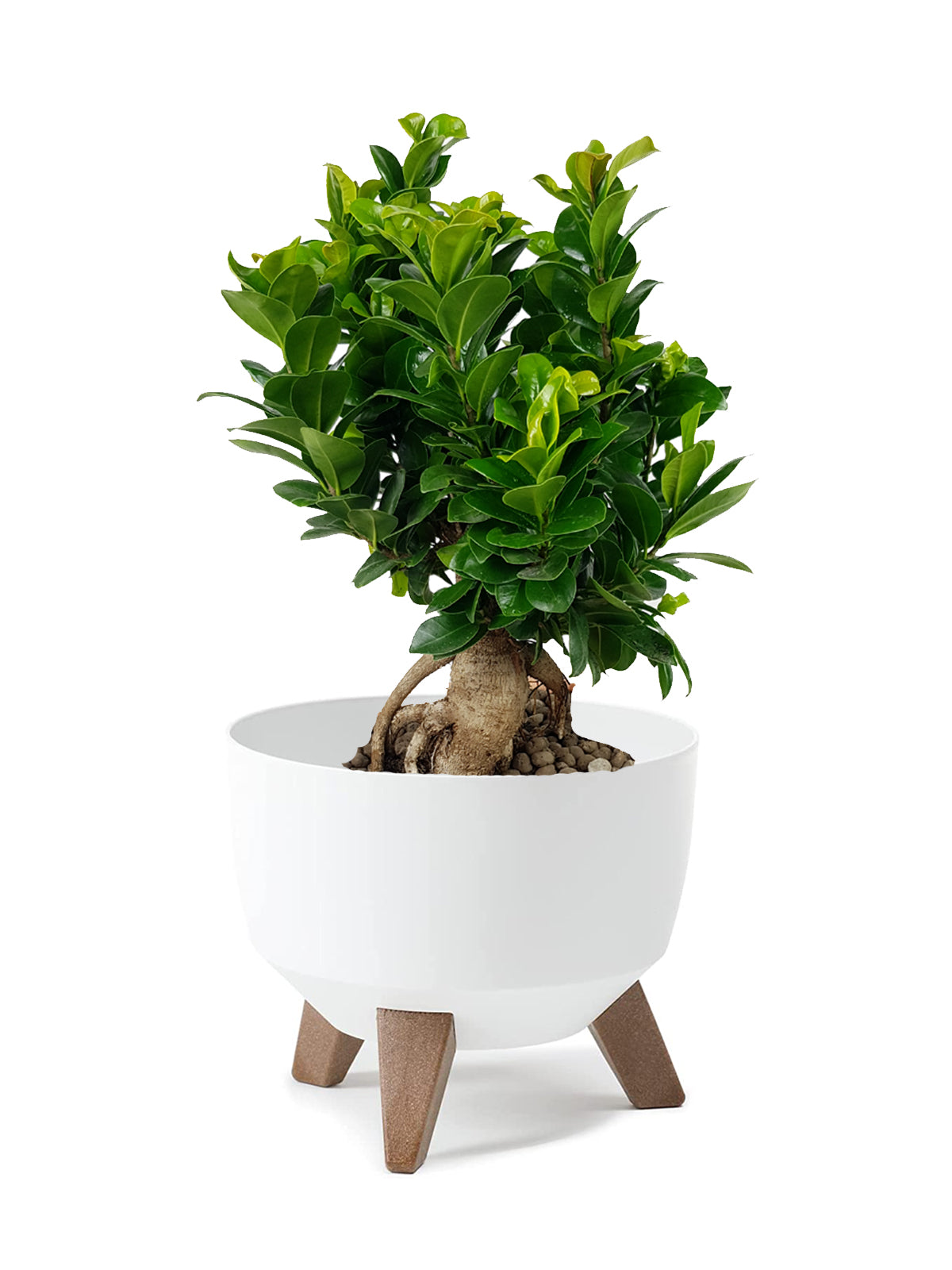 Bonsai Ginseng