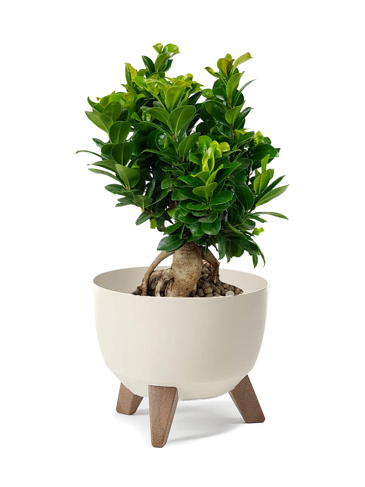 Bonsai Ginseng