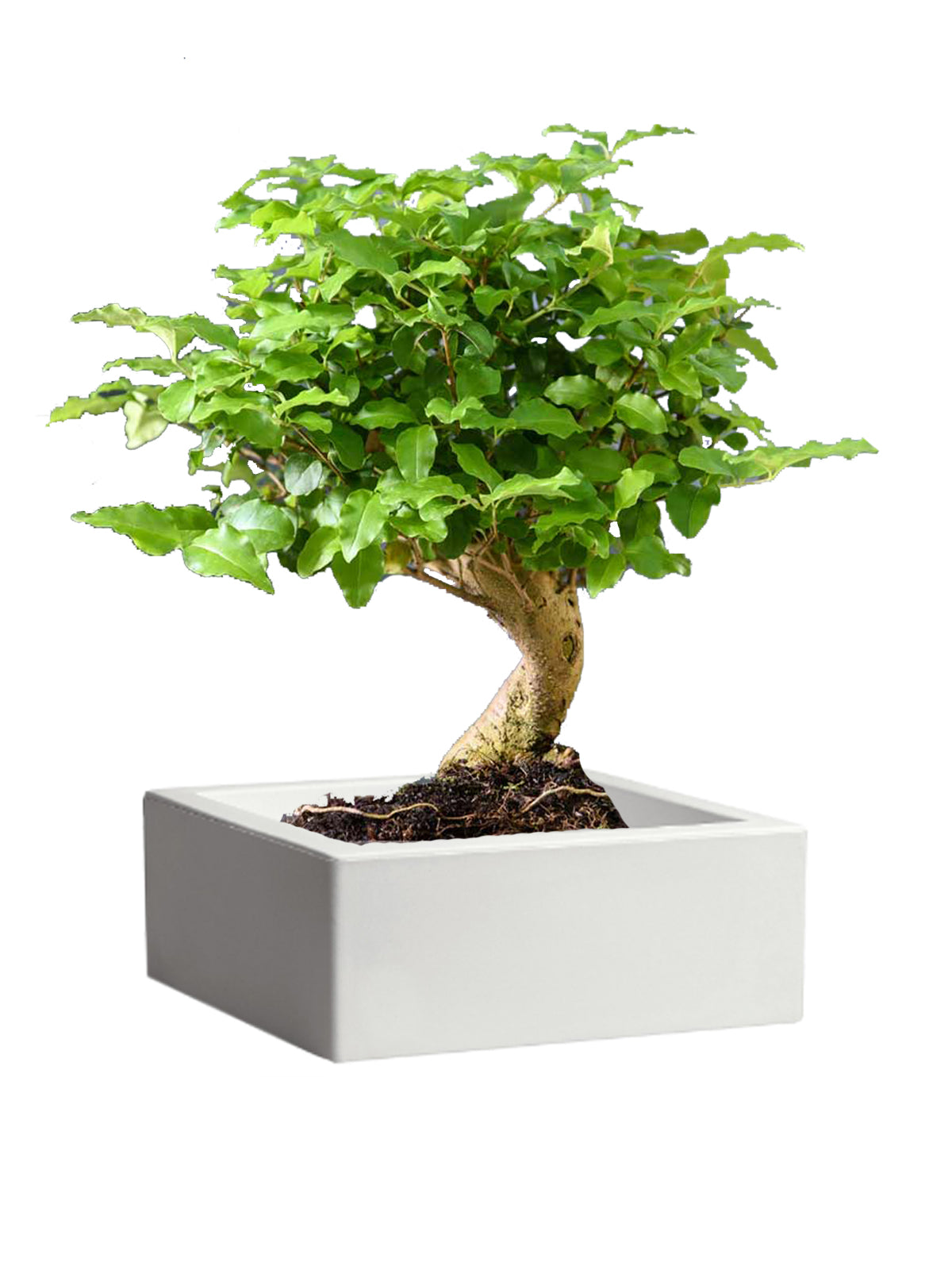 Bonsai Ligustro grande