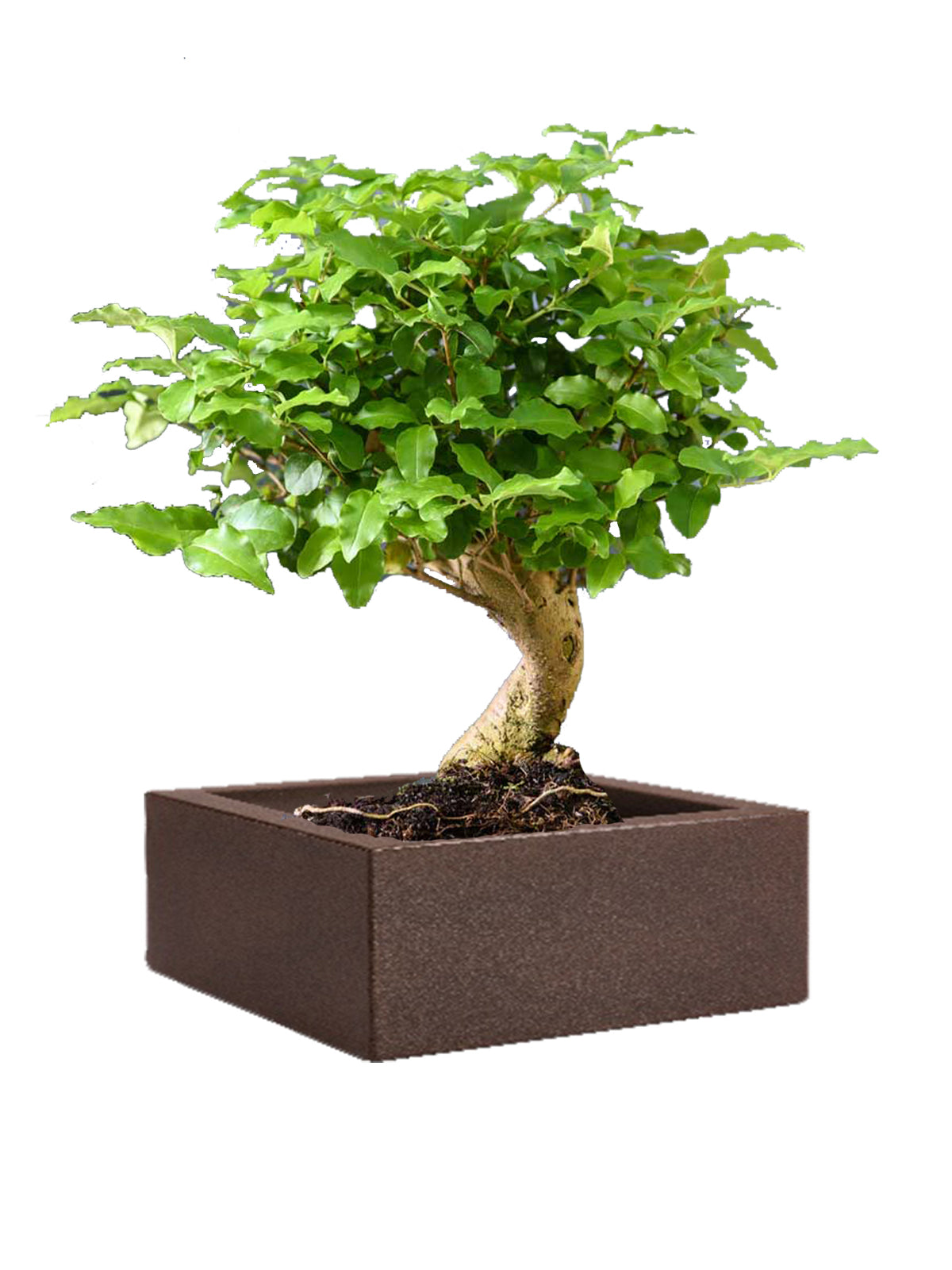 Bonsai Ligustro grande