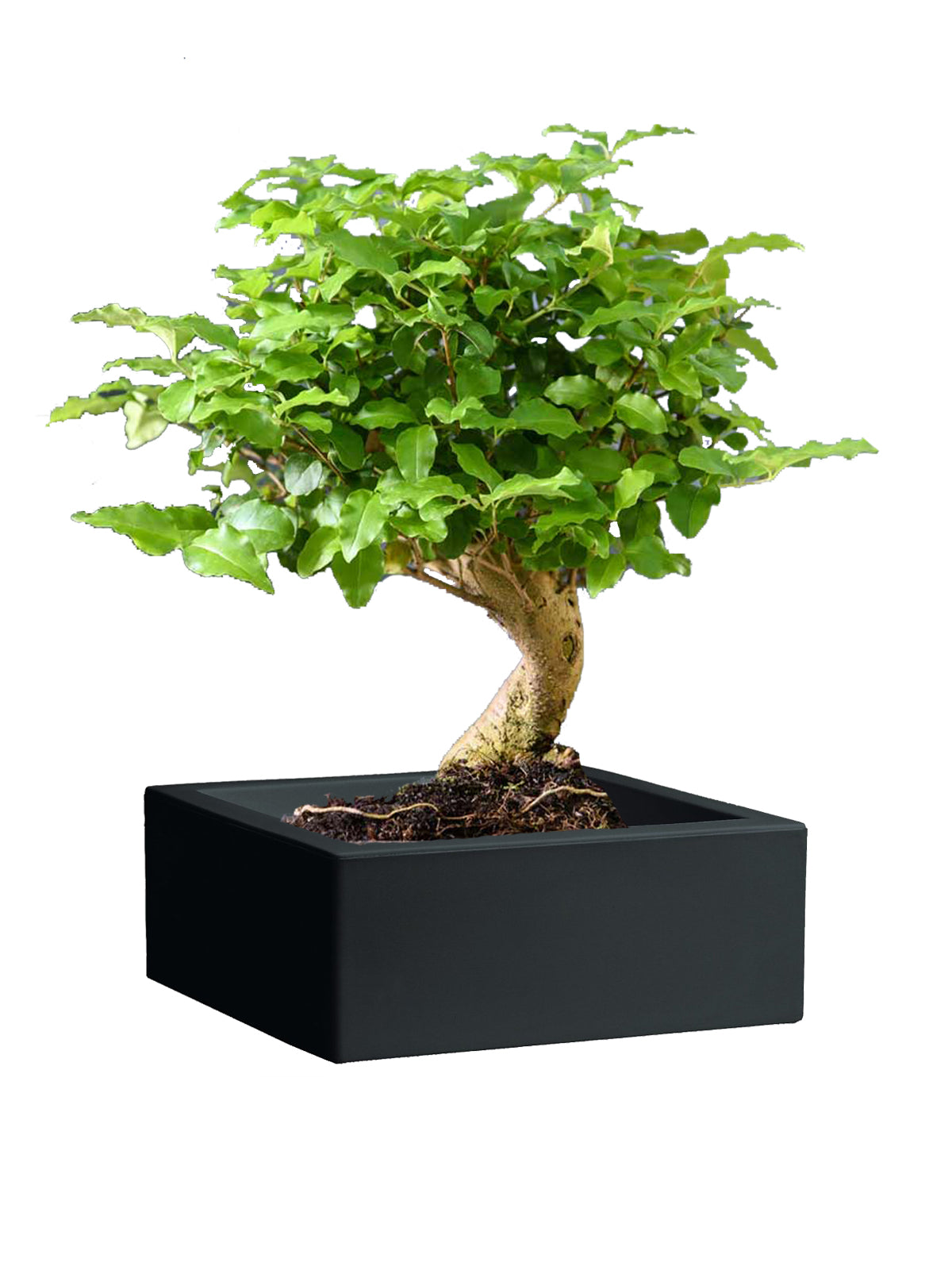 Bonsai Ligustro grande