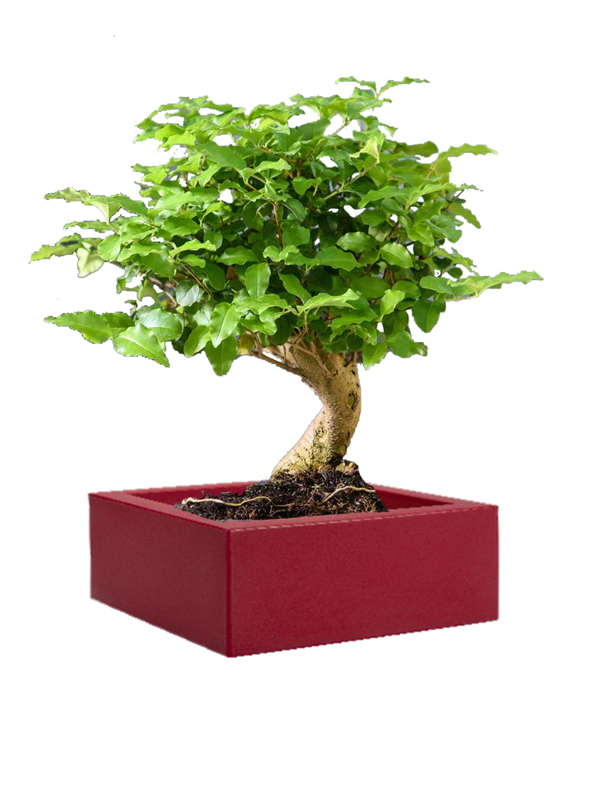 Bonsai Ligustro grande
