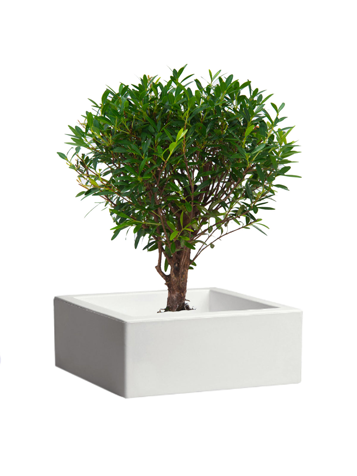 Bonsai Mirto grande