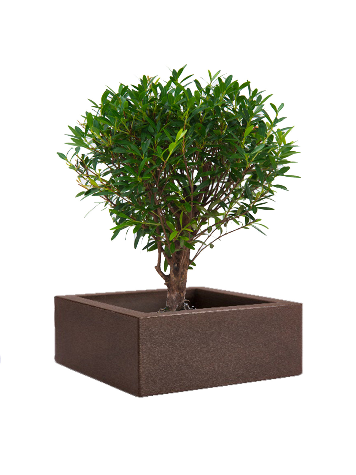 Bonsai Mirto grande