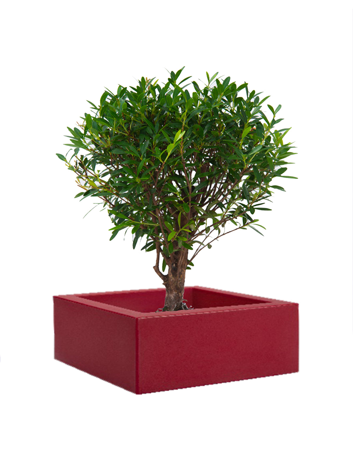 Bonsai Mirto grande