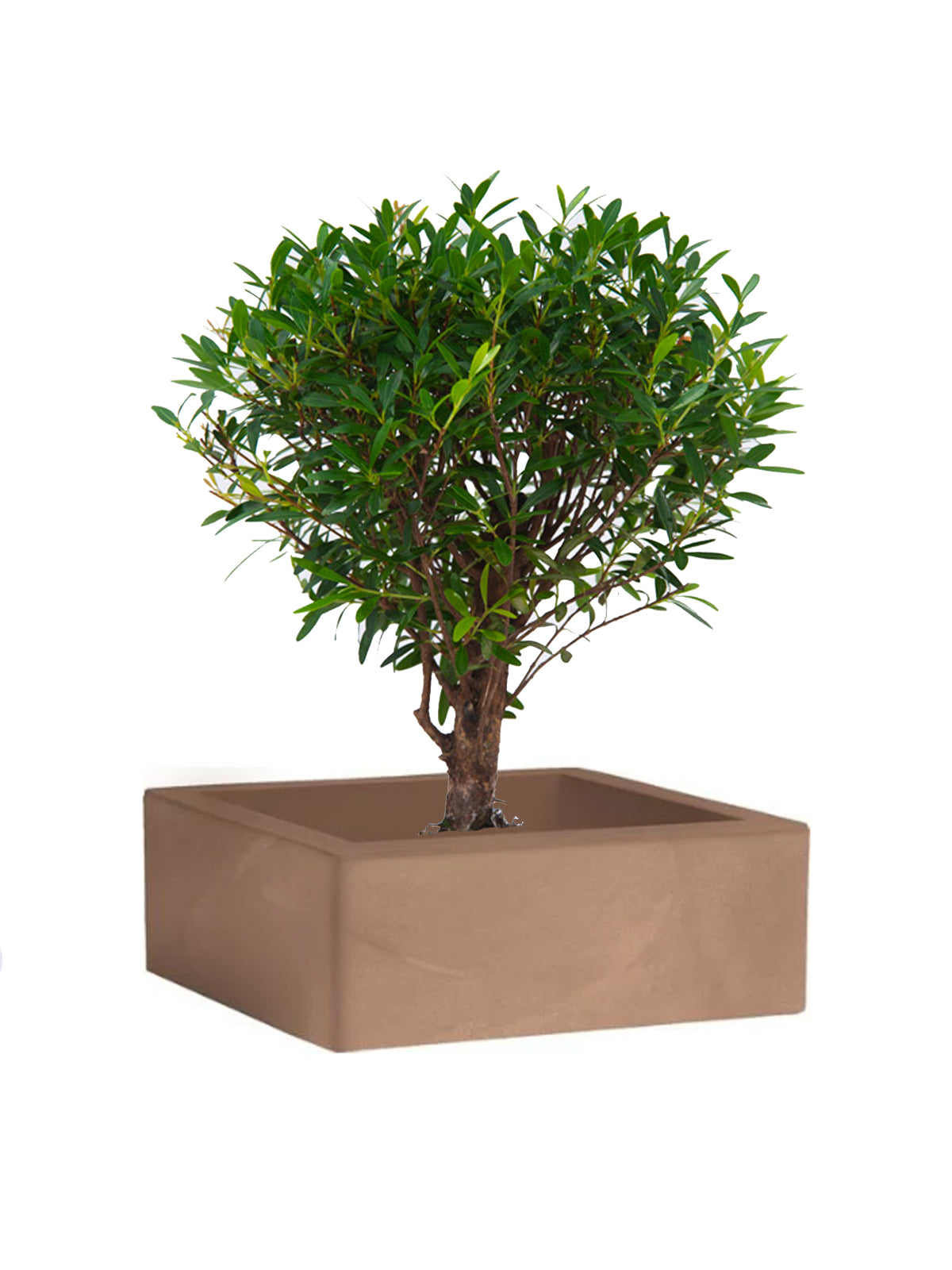 Bonsai Mirto grande
