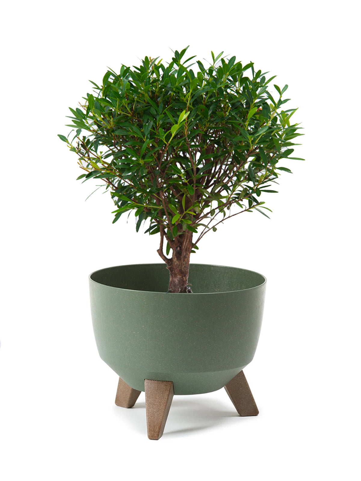 Bonsai Mirto grande