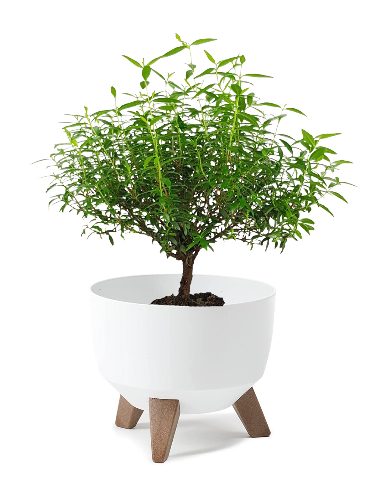 Bonsai Mirto