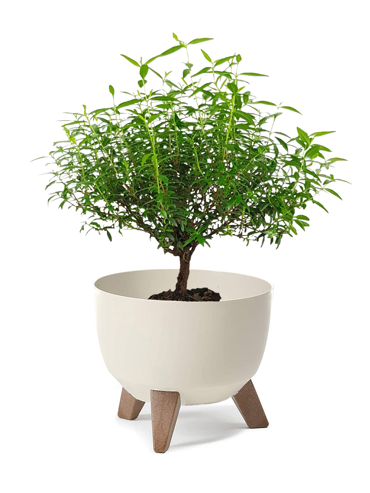 Bonsai Mirto