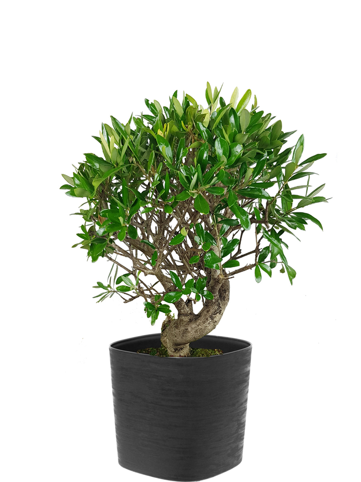 Bonsai Olivo esemplare