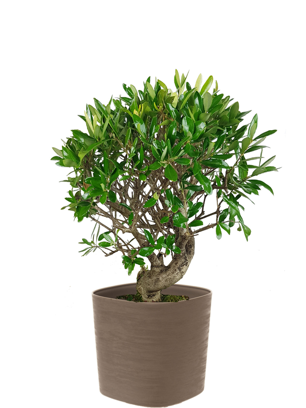 Bonsai Olivo esemplare