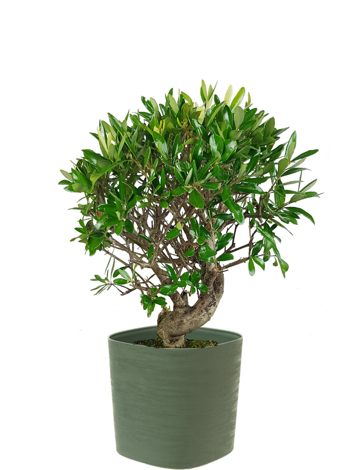 Bonsai Olivo esemplare