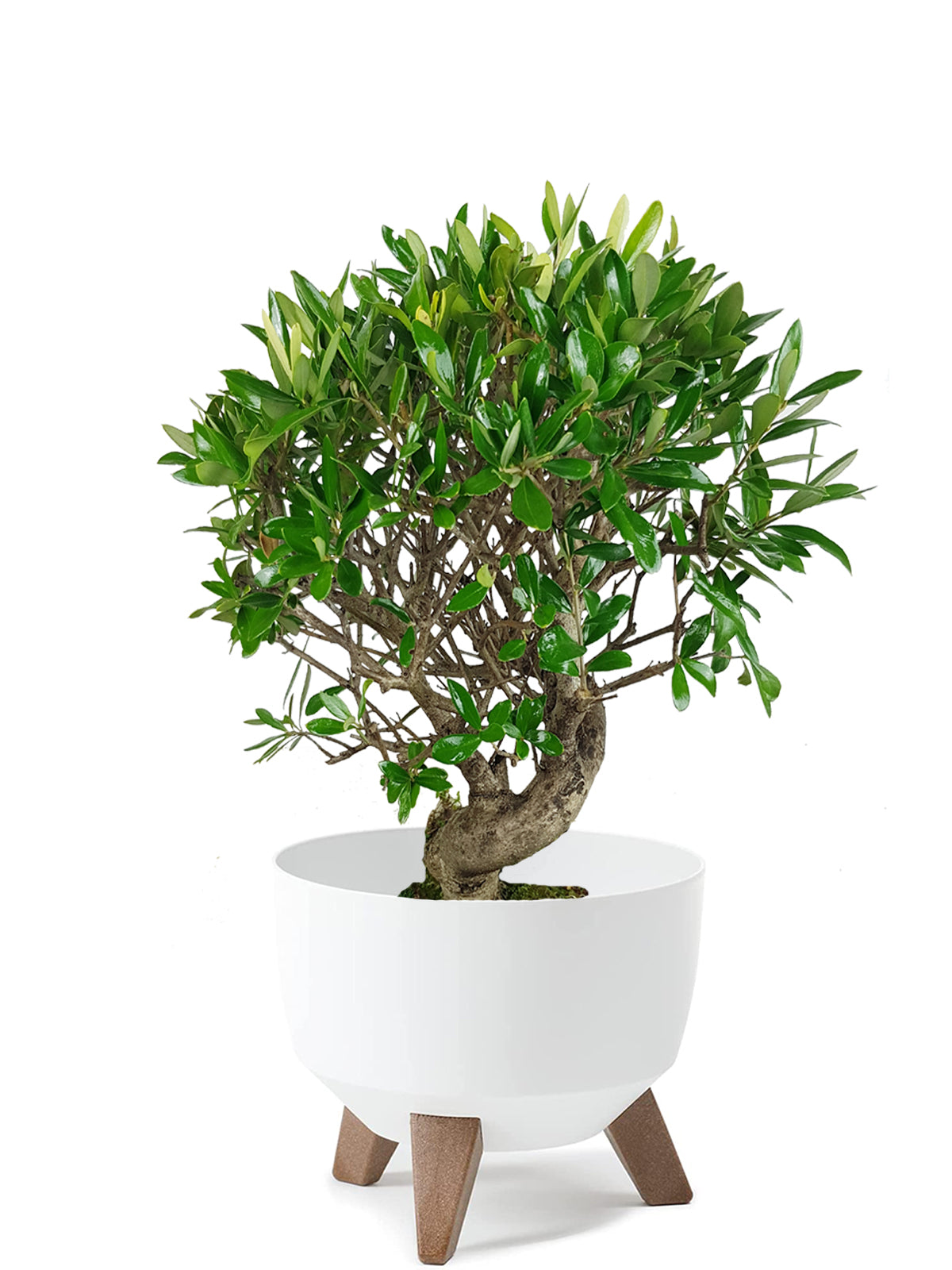 Bonsai Olivo esemplare