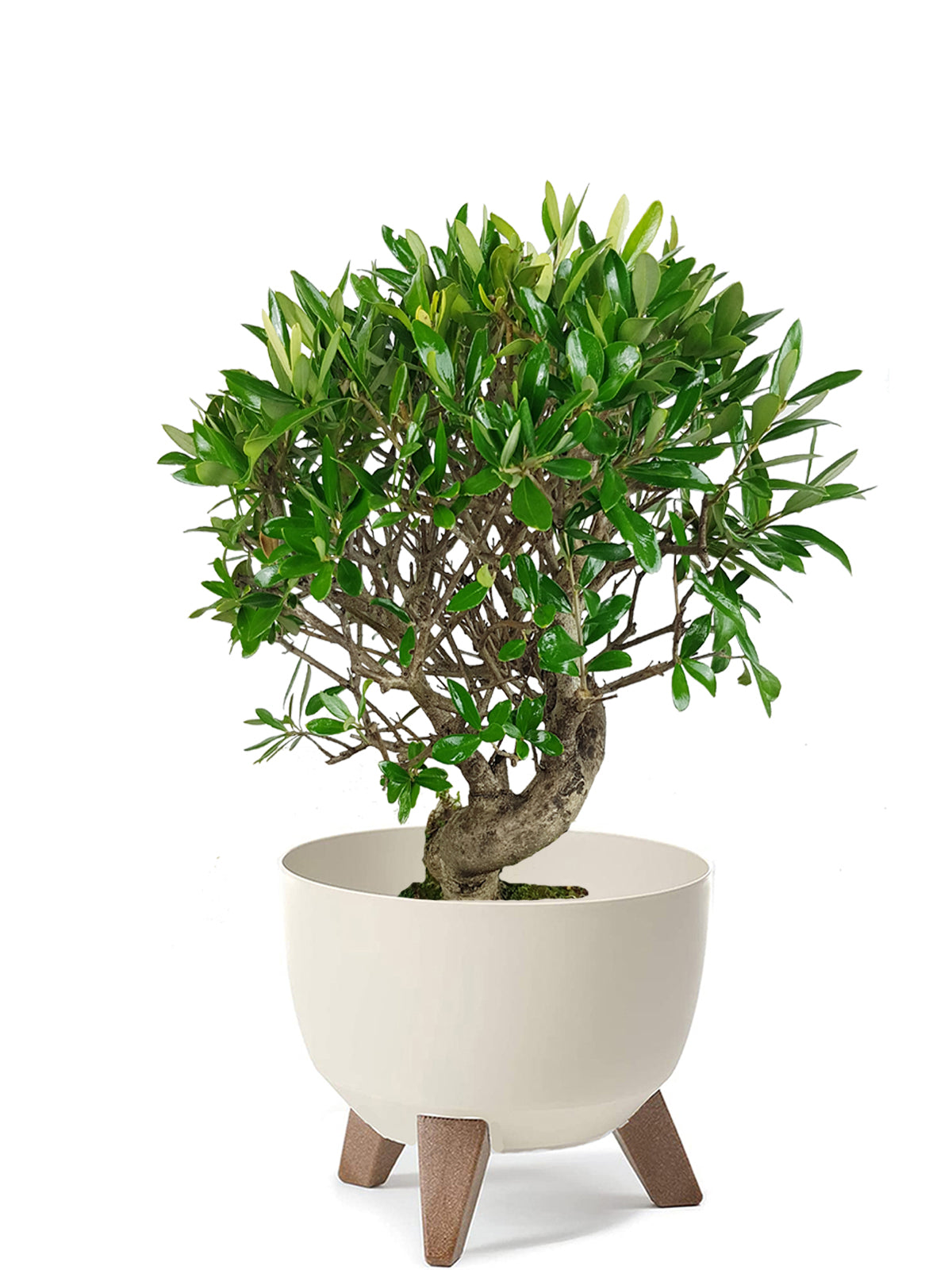 Bonsai Olivo esemplare