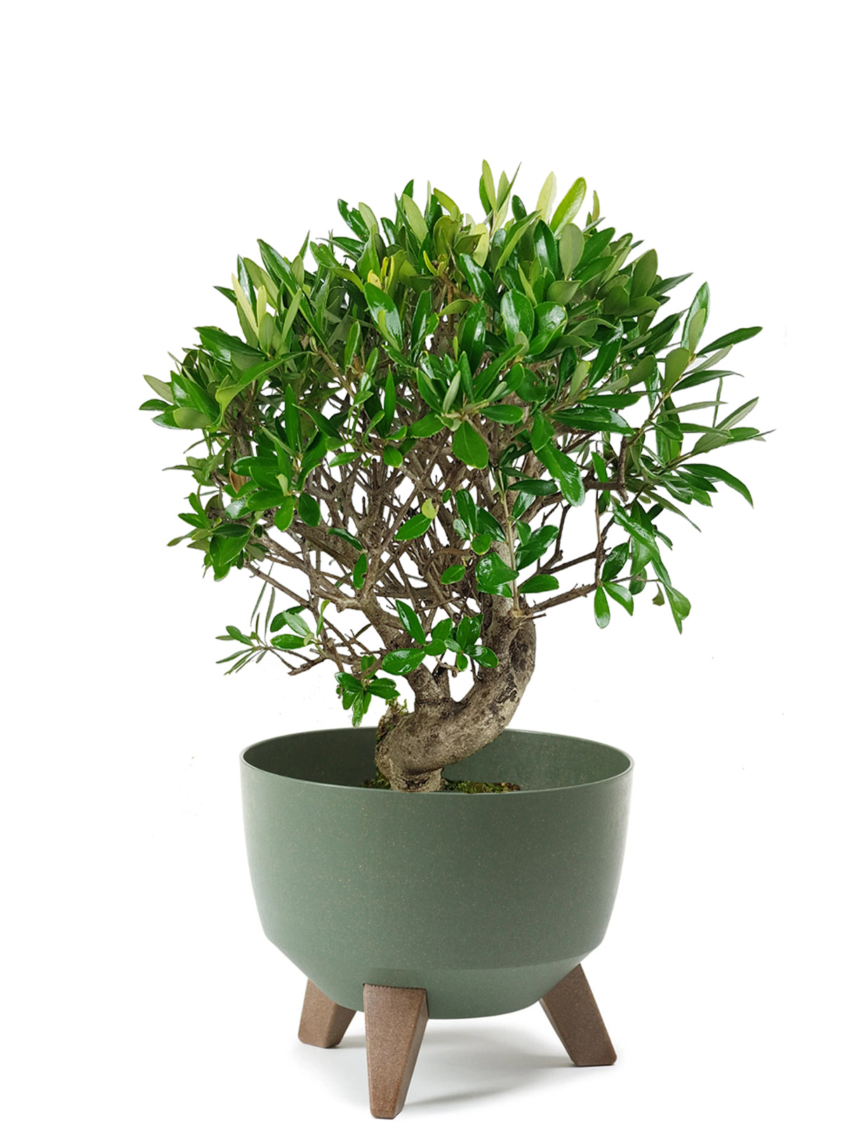 Bonsai Olivo esemplare
