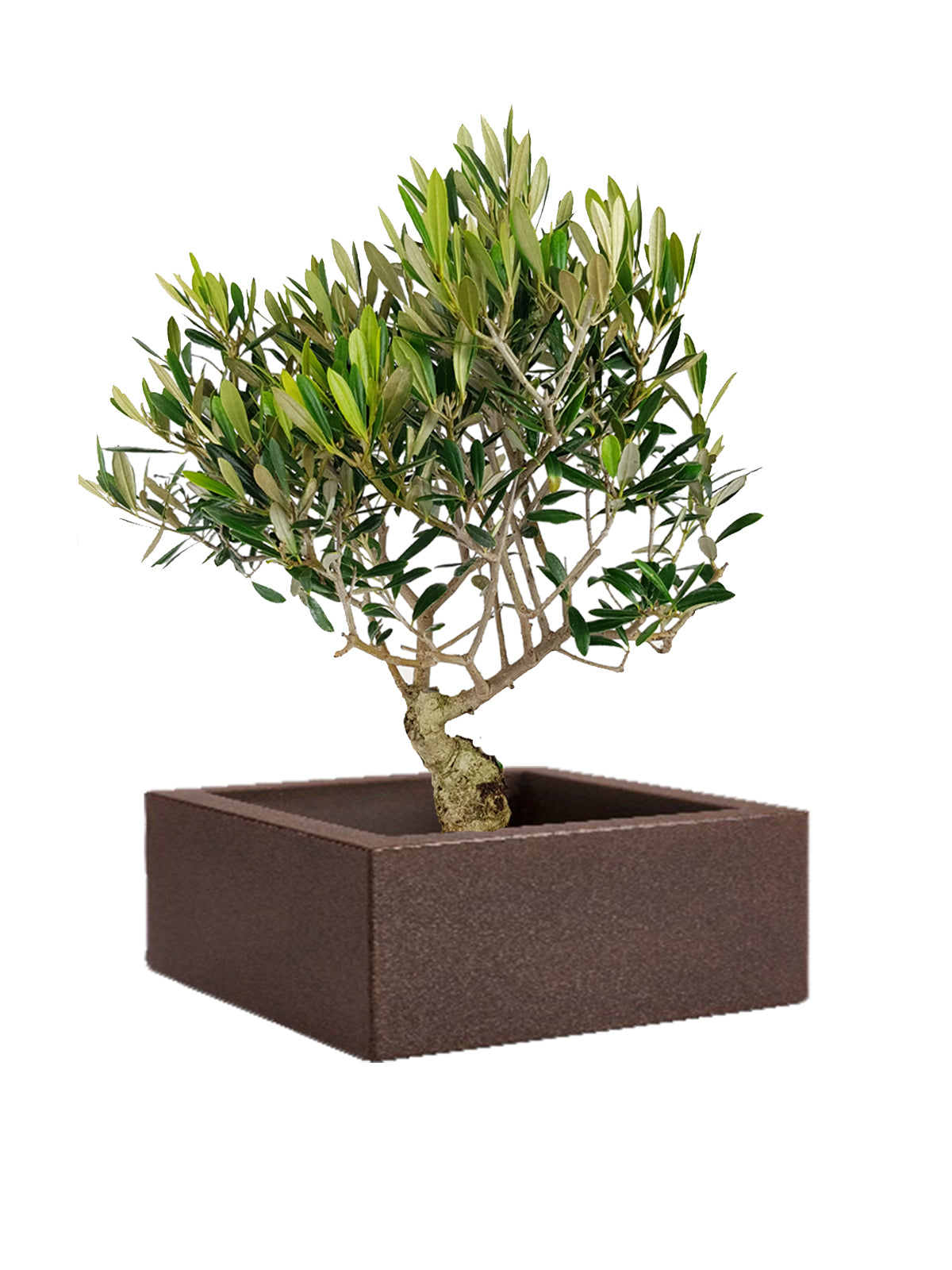Bonsai Olivo grande