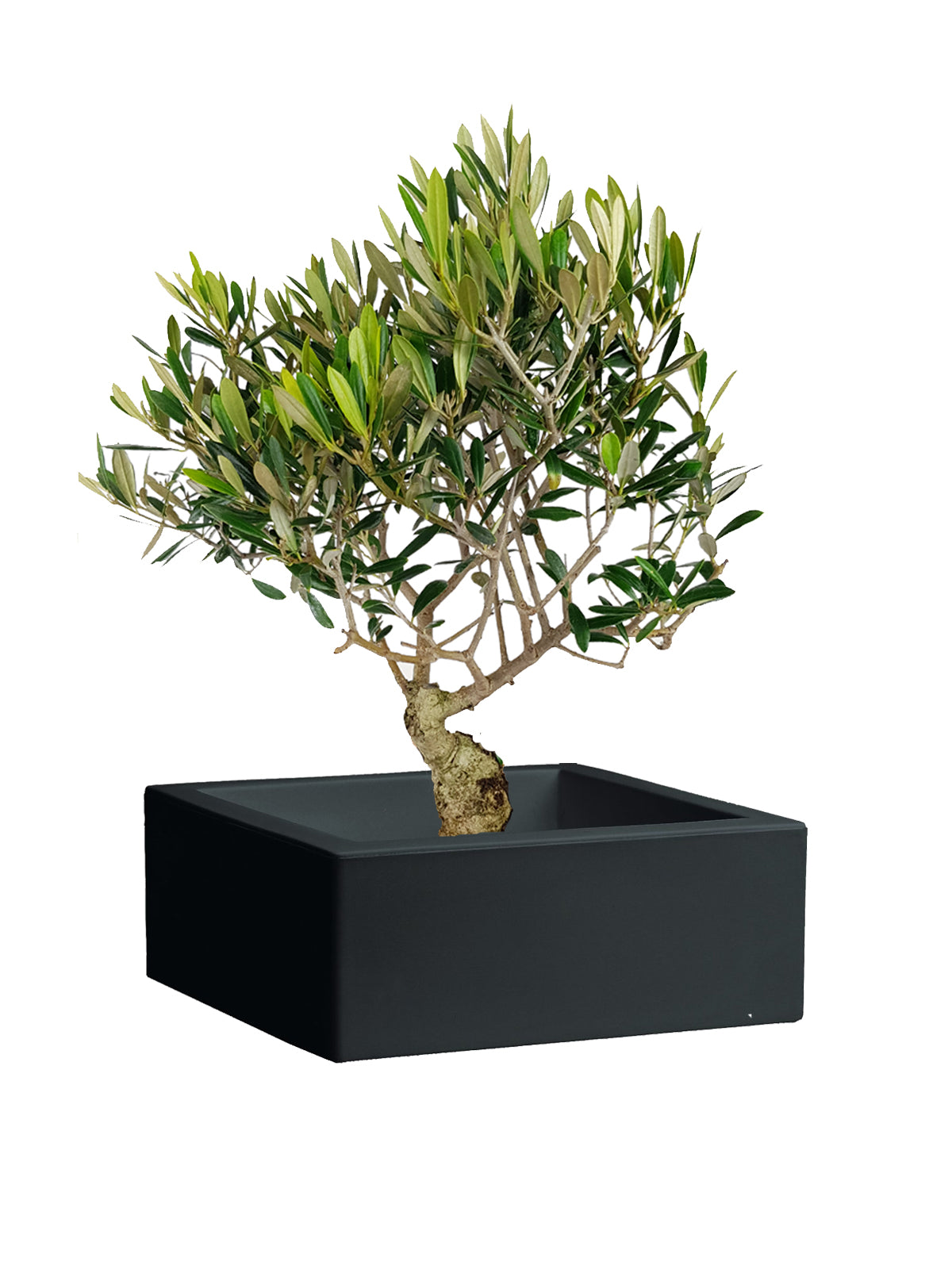 Bonsai Olivo grande