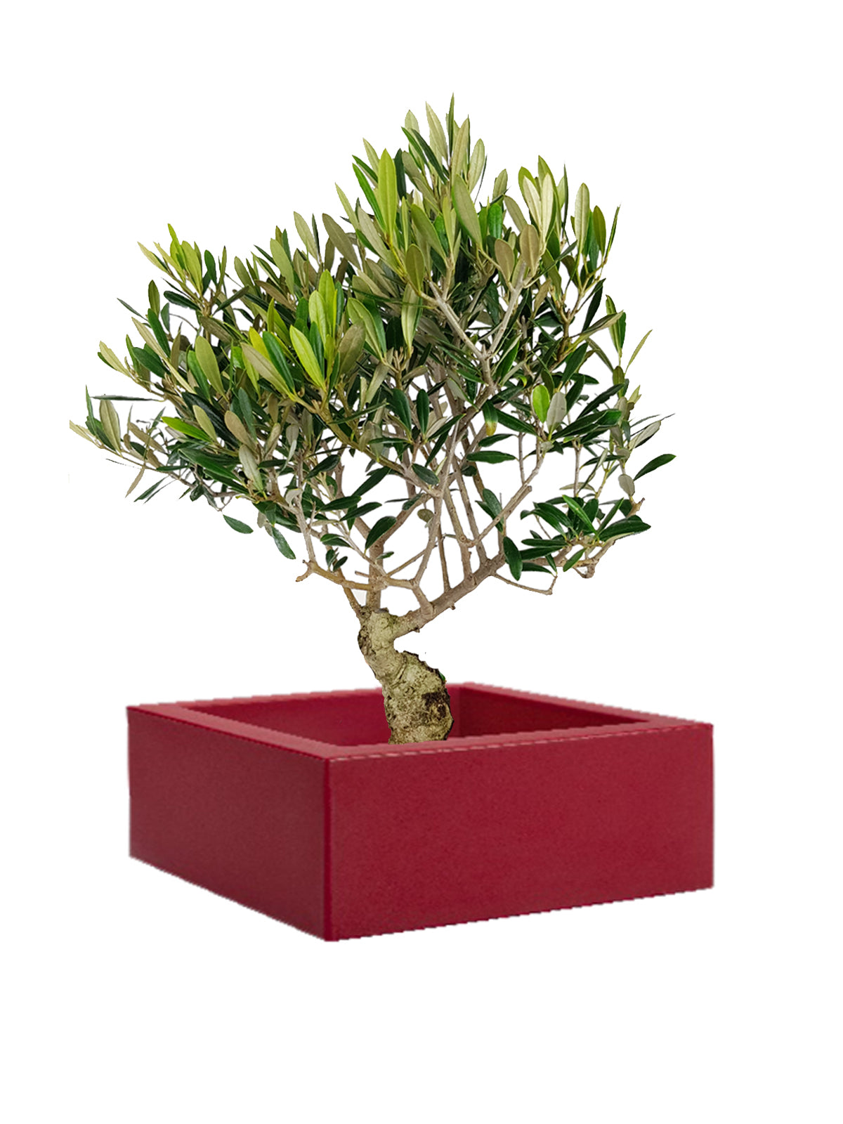 Bonsai Olivo grande