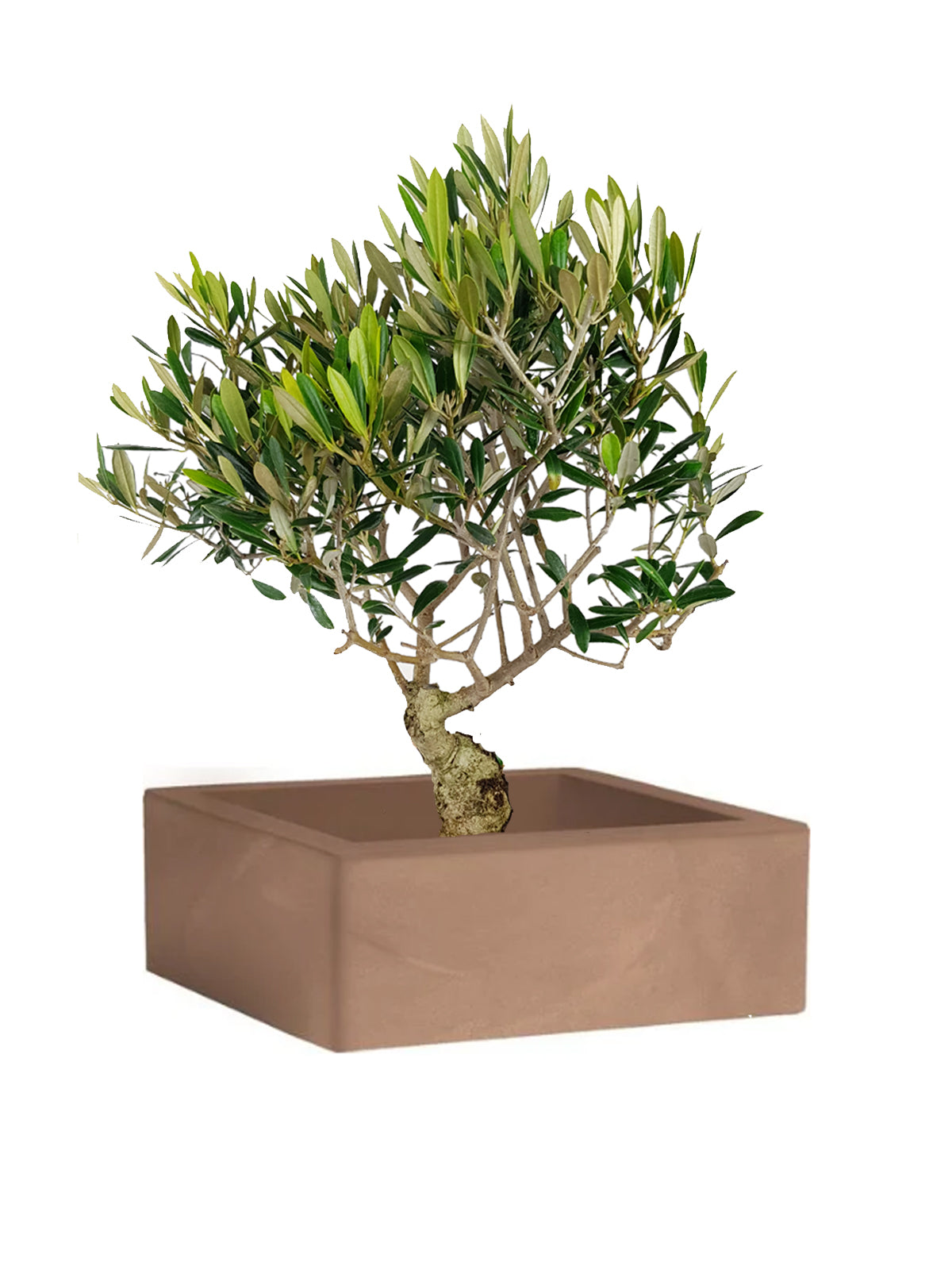 Bonsai Olivo grande