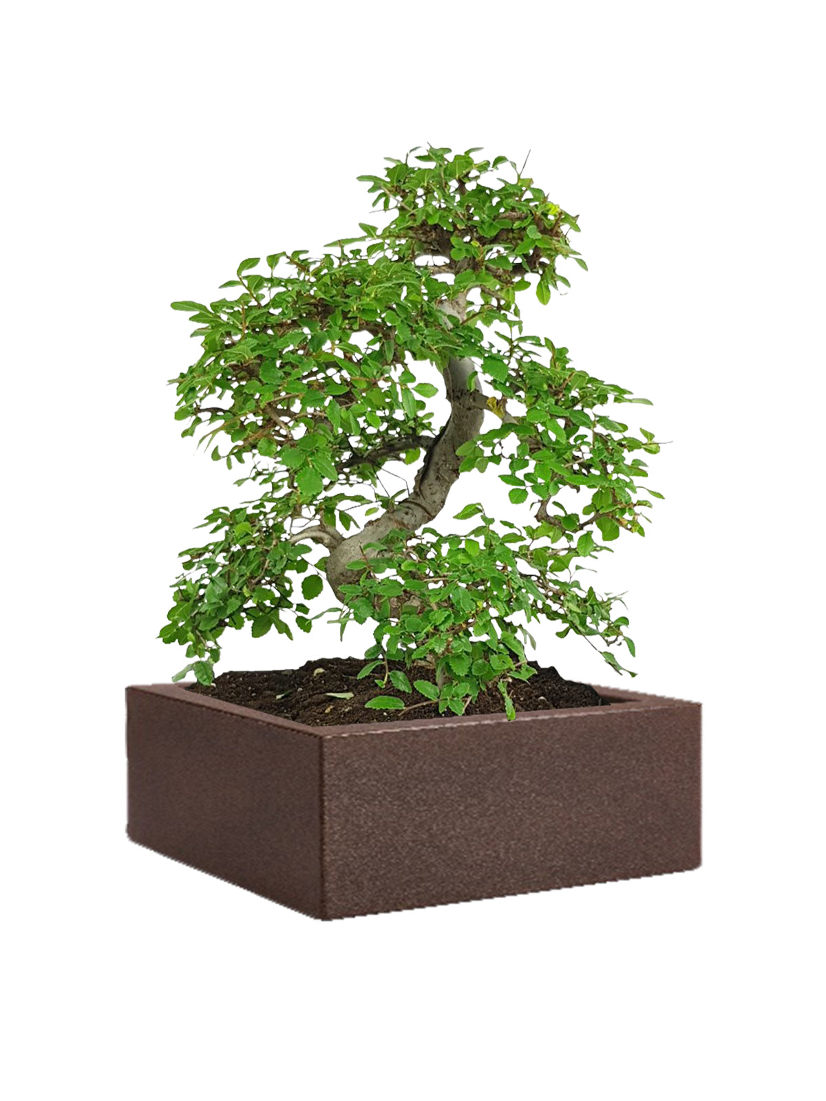 Bonsai Zelkova grande