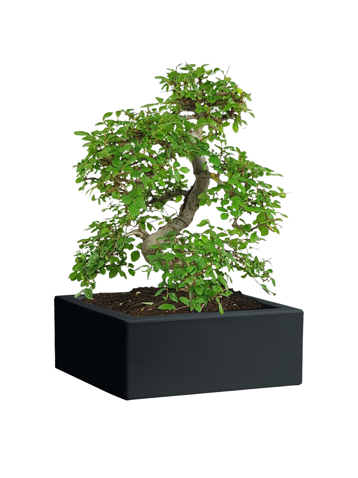 Bonsai Zelkova grande
