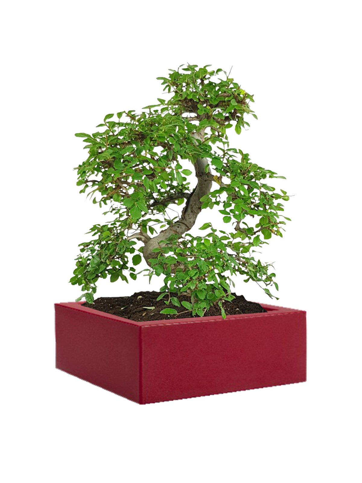 Bonsai Zelkova grande