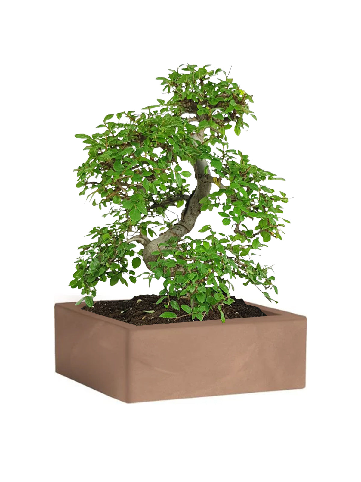 Bonsai Zelkova grande