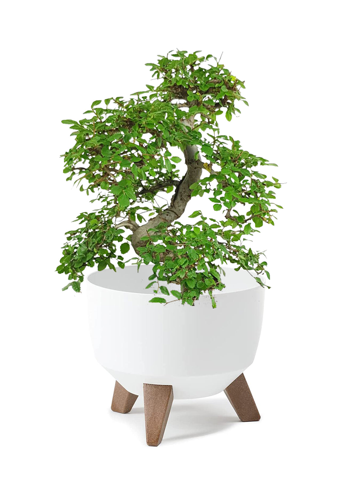 Bonsai Zelkova grande