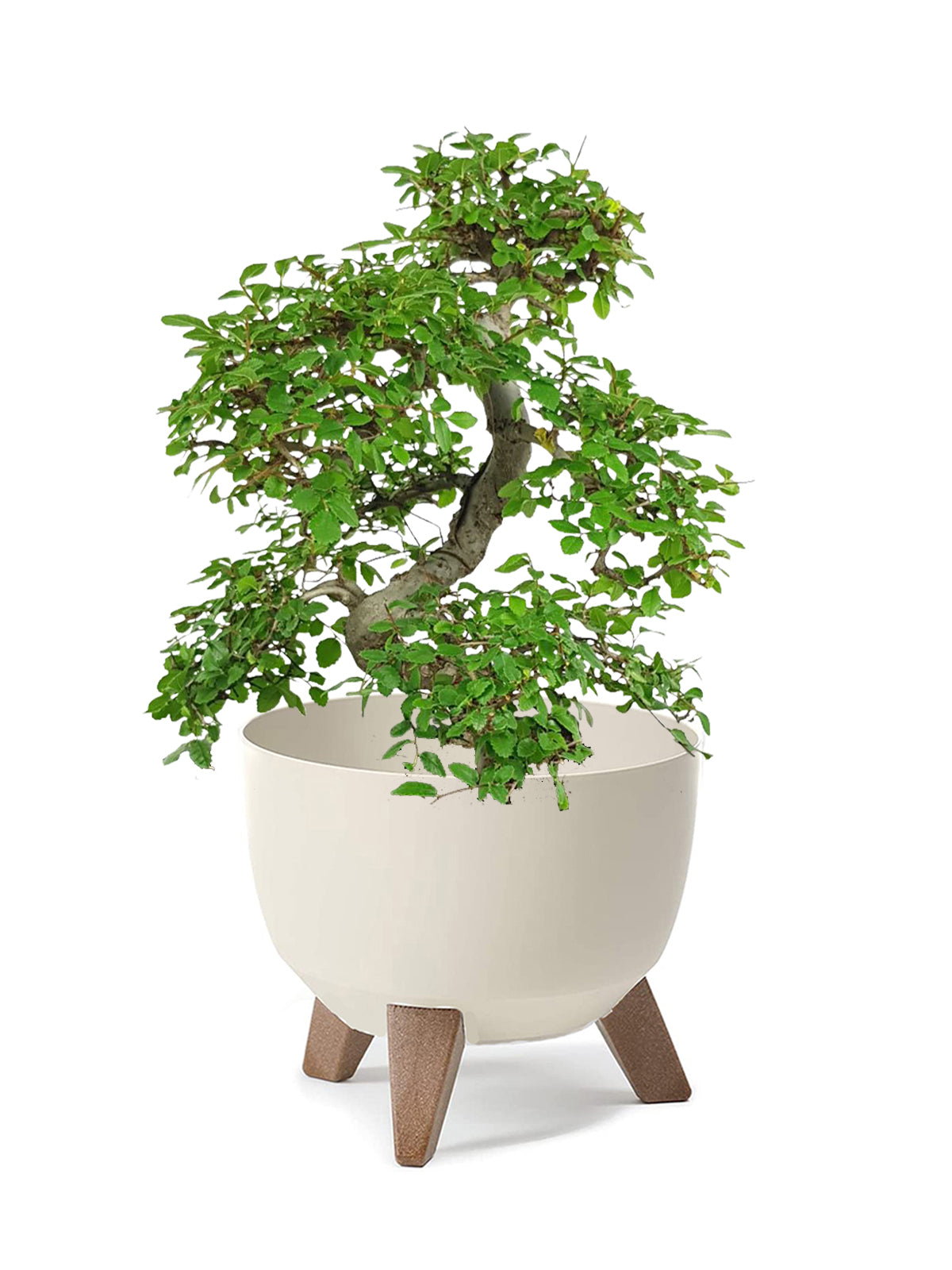 Bonsai Zelkova grande