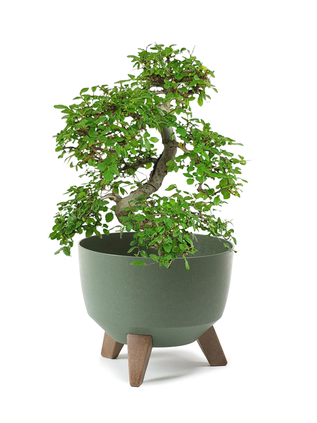 Bonsai Zelkova grande