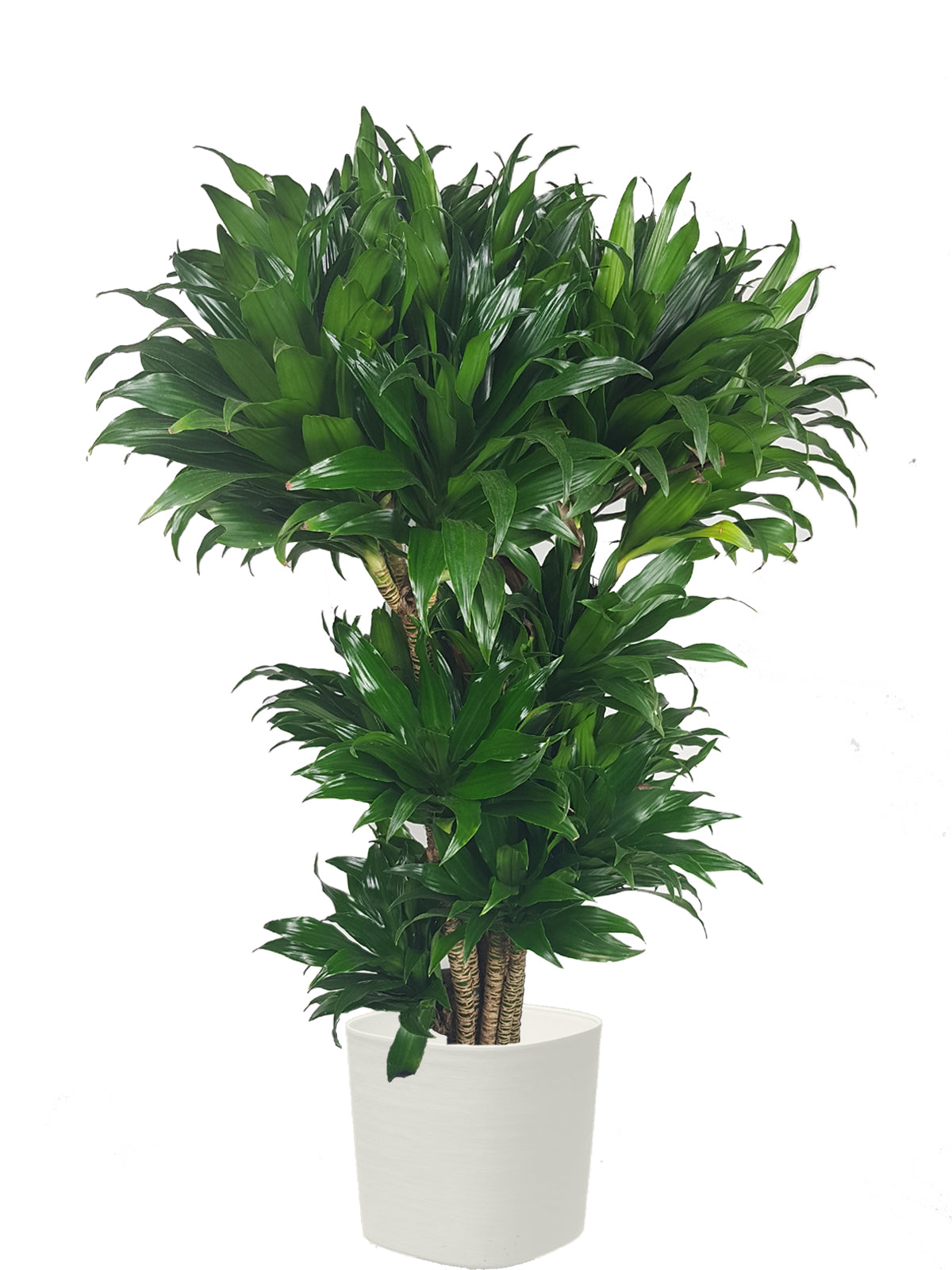 Albero della Felicità extra