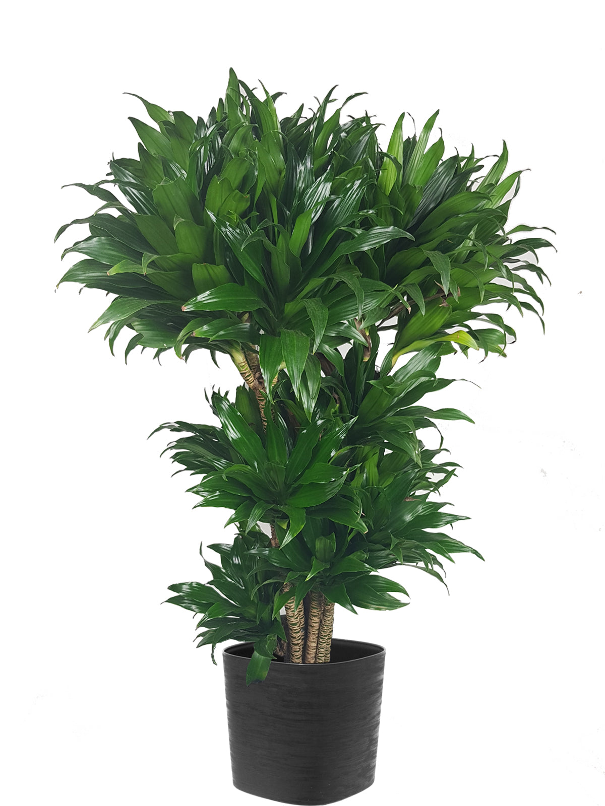 Albero della Felicità extra