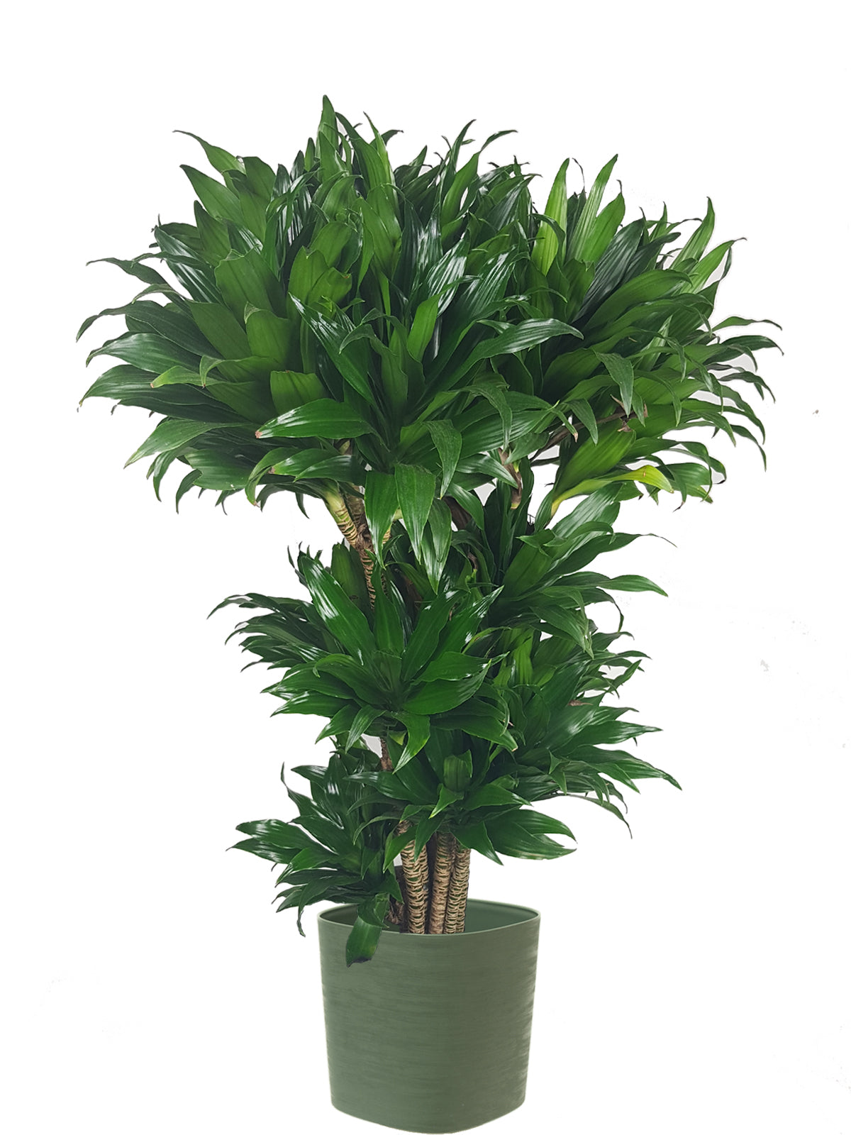 Albero della Felicità extra