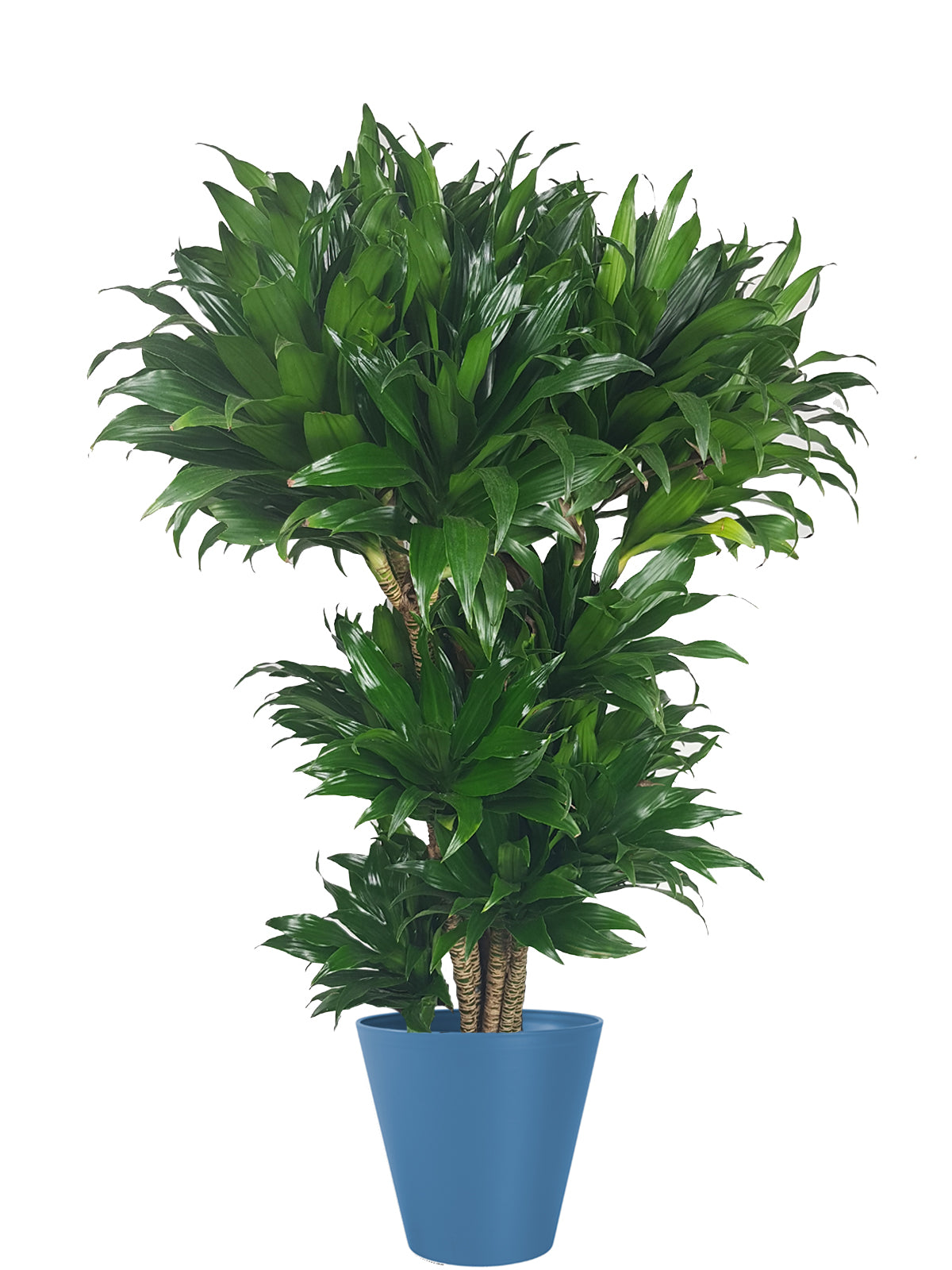 Albero della Felicità extra