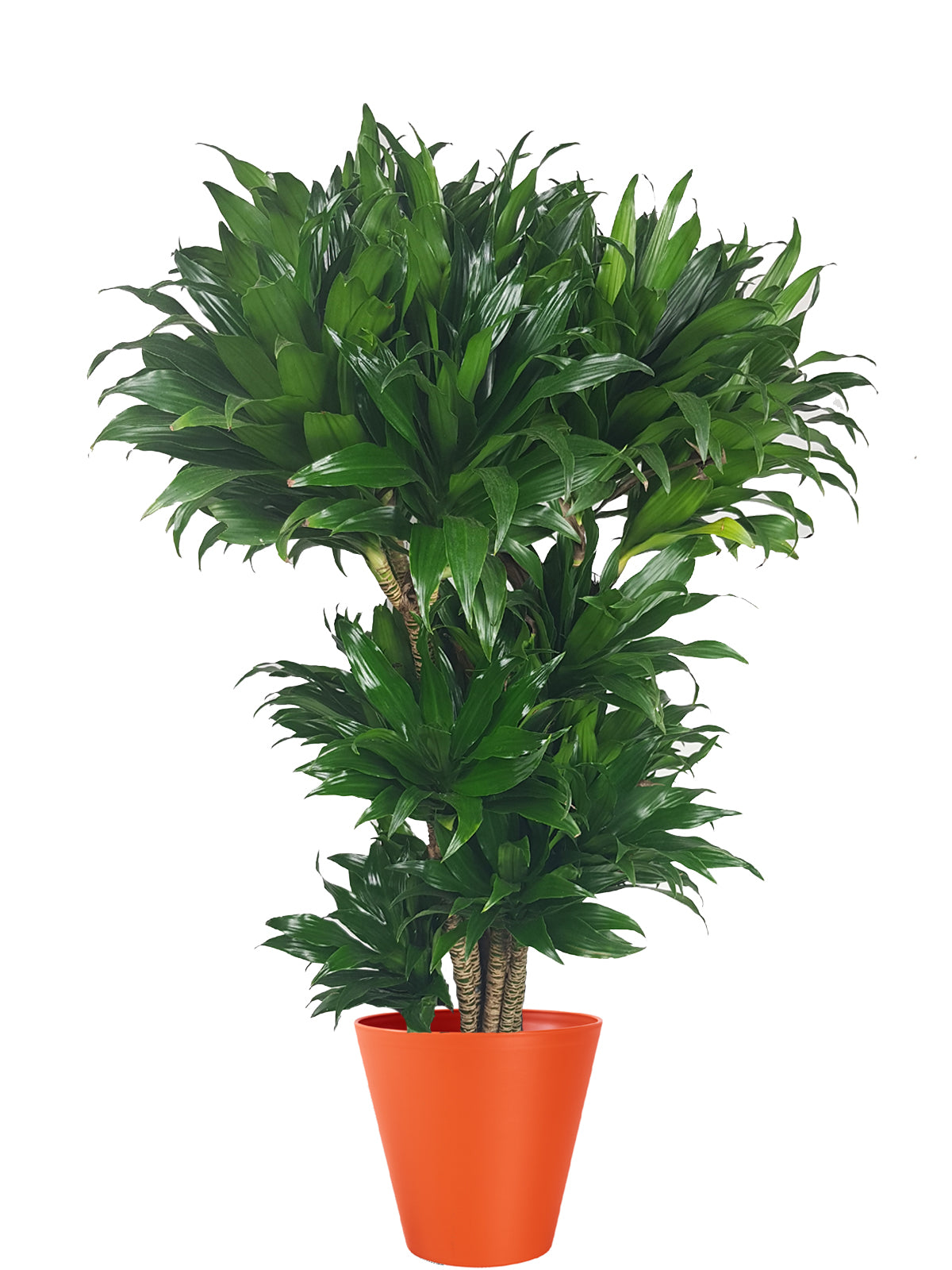 Albero della Felicità extra