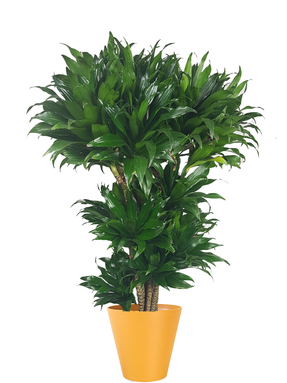 Albero della Felicità extra