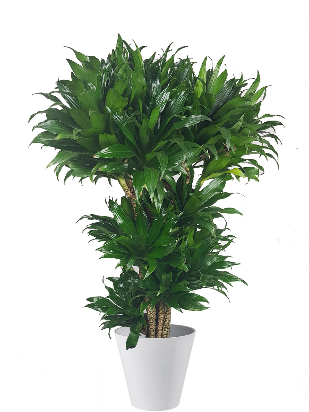 Albero della Felicità extra